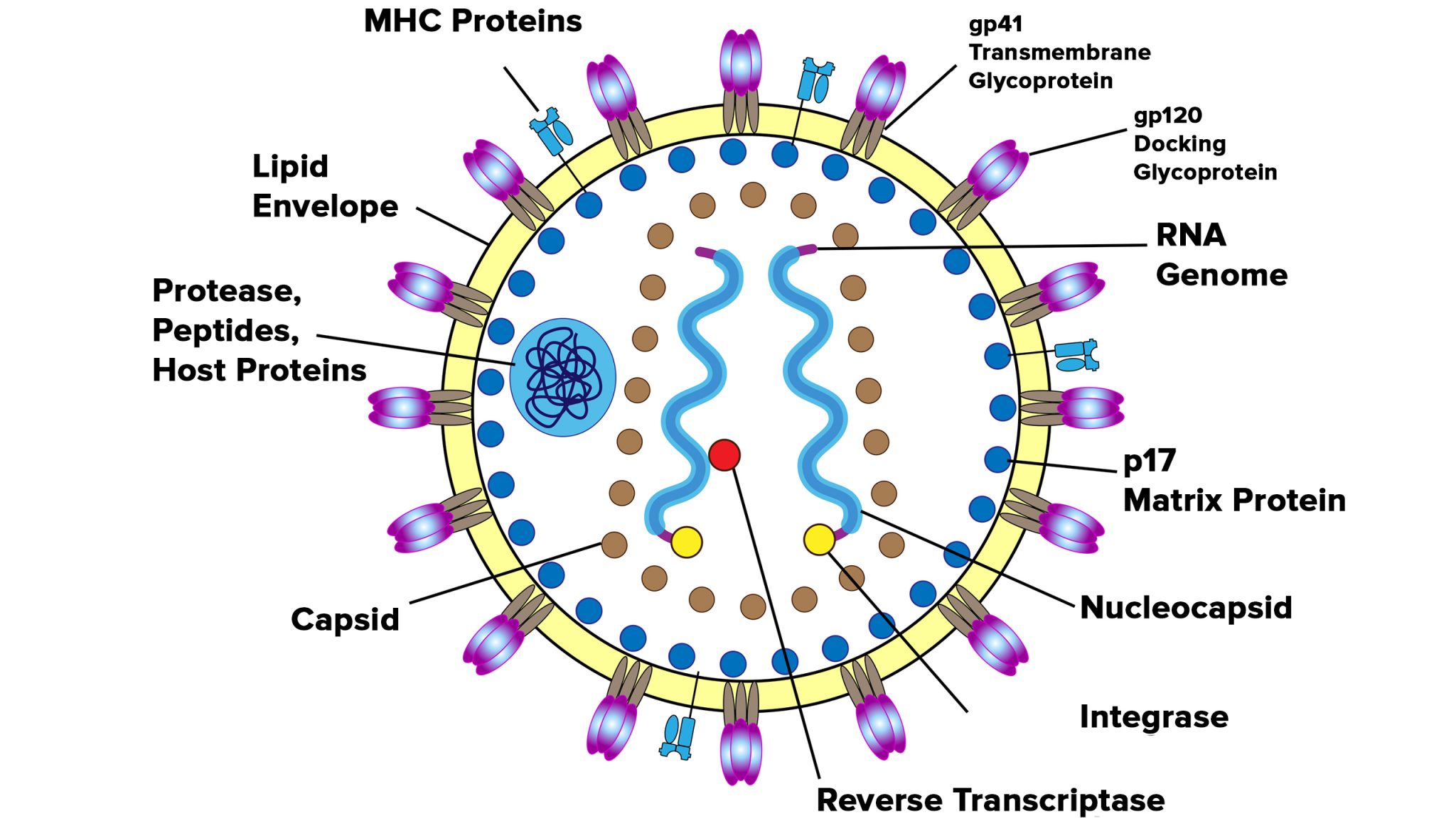 Hiv