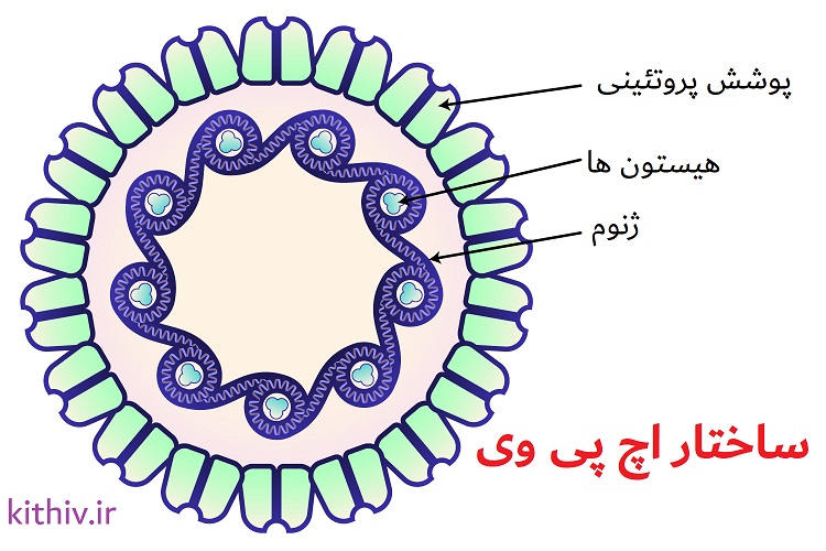 ساختار ویروس hpv