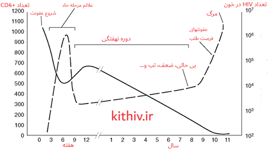 آزمایش سلول‌های CD4 و مراحل آزمایش ایدز