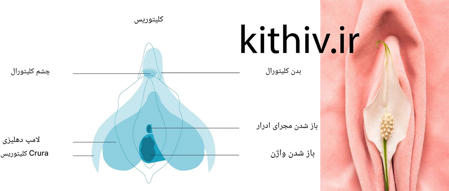 کلیتوریس چیست؟