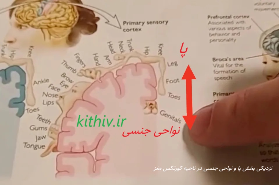 فوت فتیش چیست ؟ دلایل ایجاد در مغز