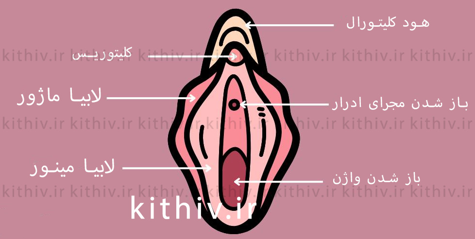 لابیا مینور و ماژور